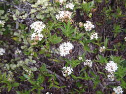 Image of long-leaved pimelea