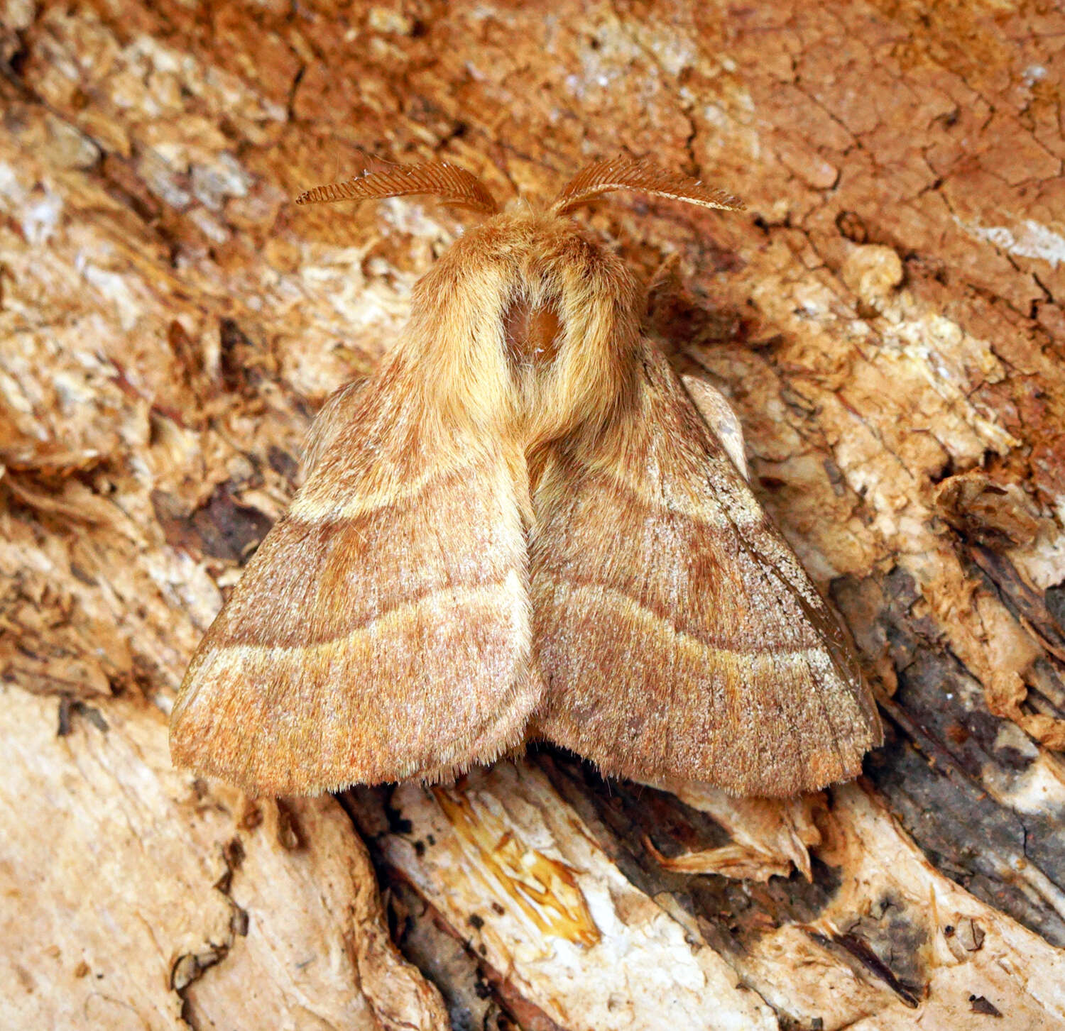 Image of lackey moth