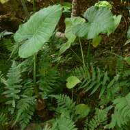 Image of Asian taro