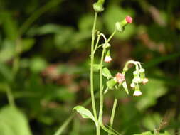 Image of ragleaf