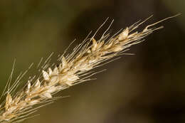 Image of Bristlegrass