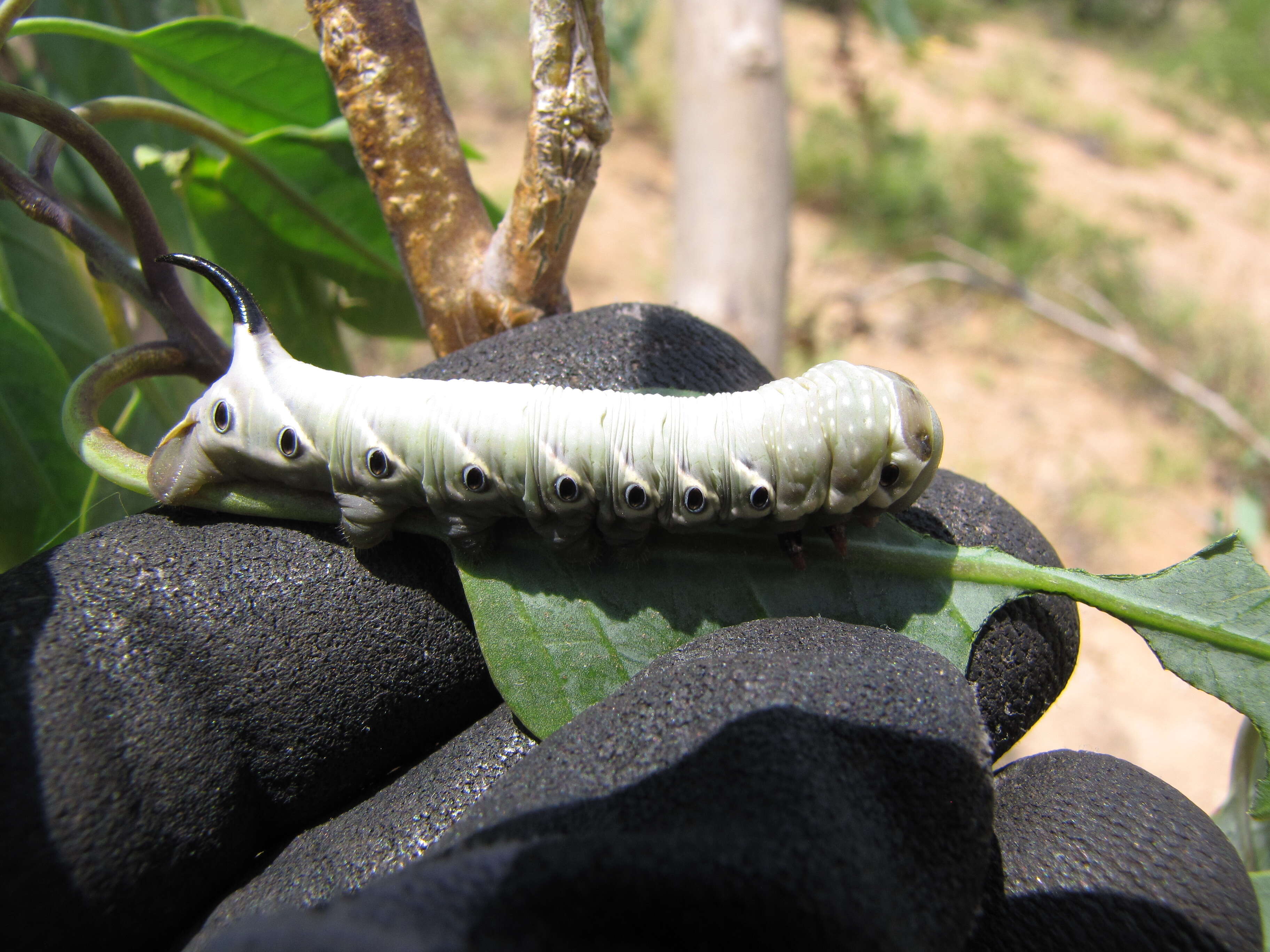 Image of tree tobacco