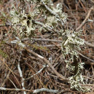 Image of cartilage lichen