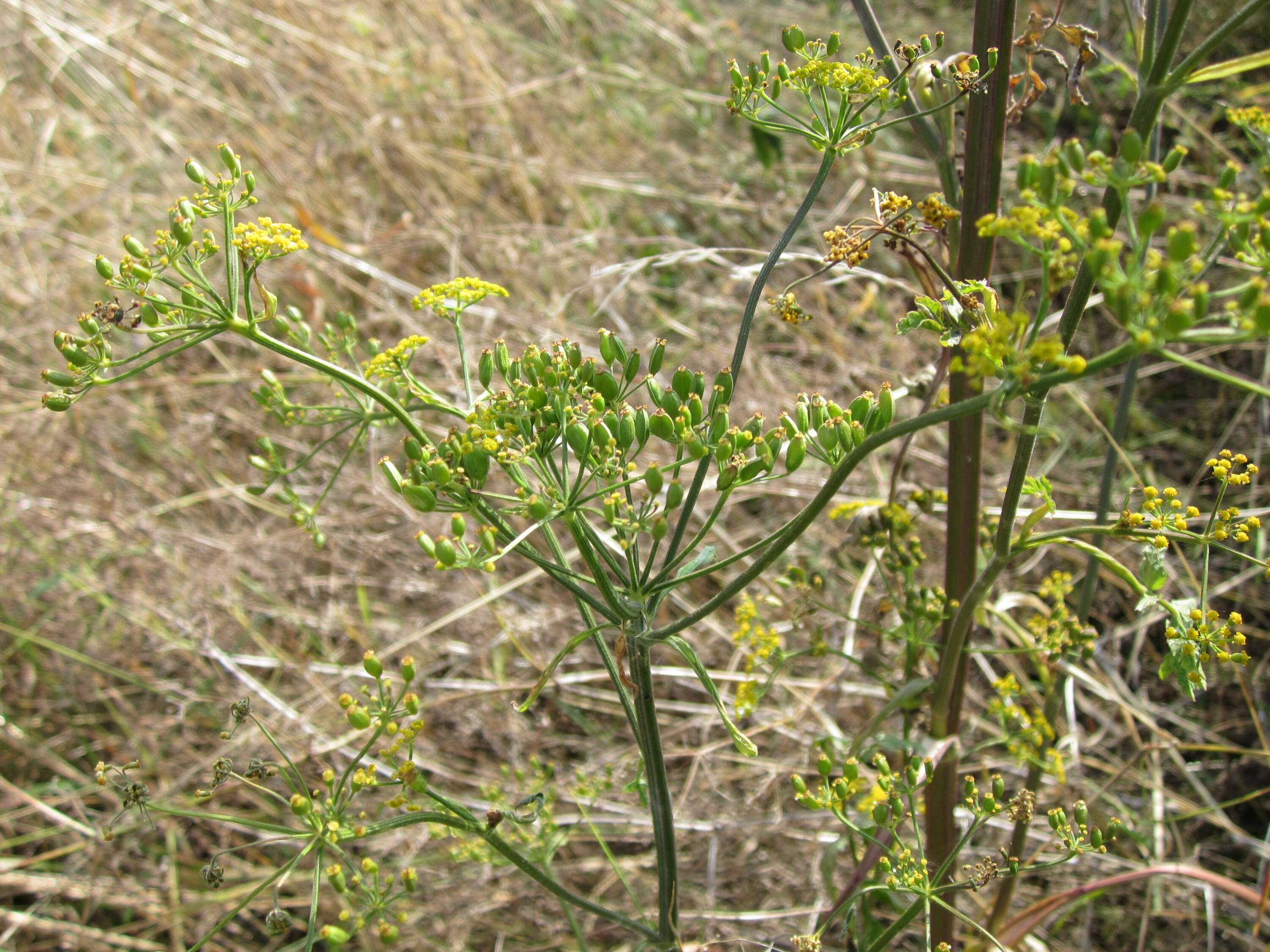 Image of wild parsnip