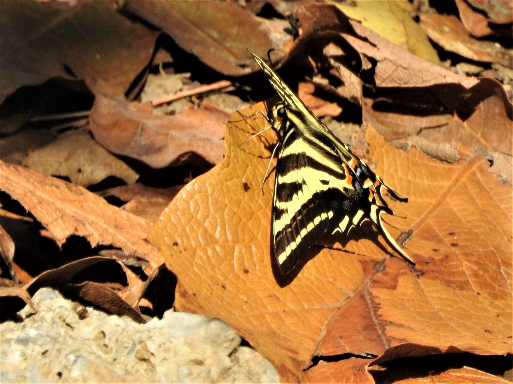 Sivun Papilio pilumnus Boisduval 1836 kuva