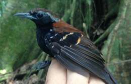 Image of Cordillera Azul Antbird