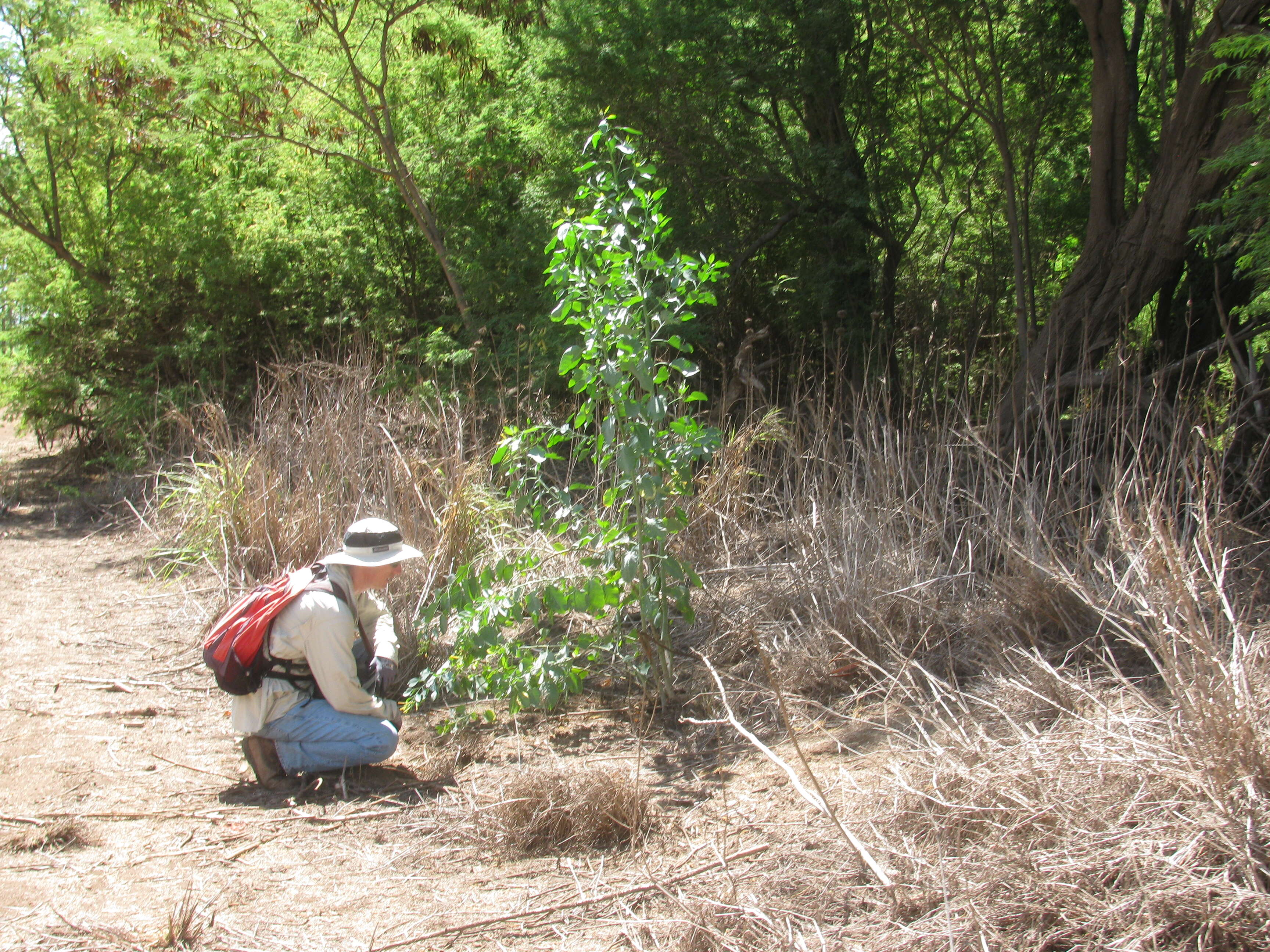 Image of tree tobacco