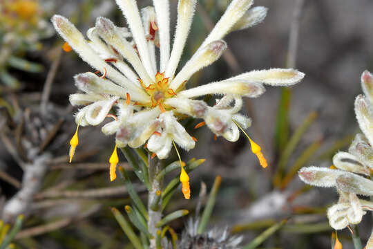 Image of Petrophile brevifolia Lindley