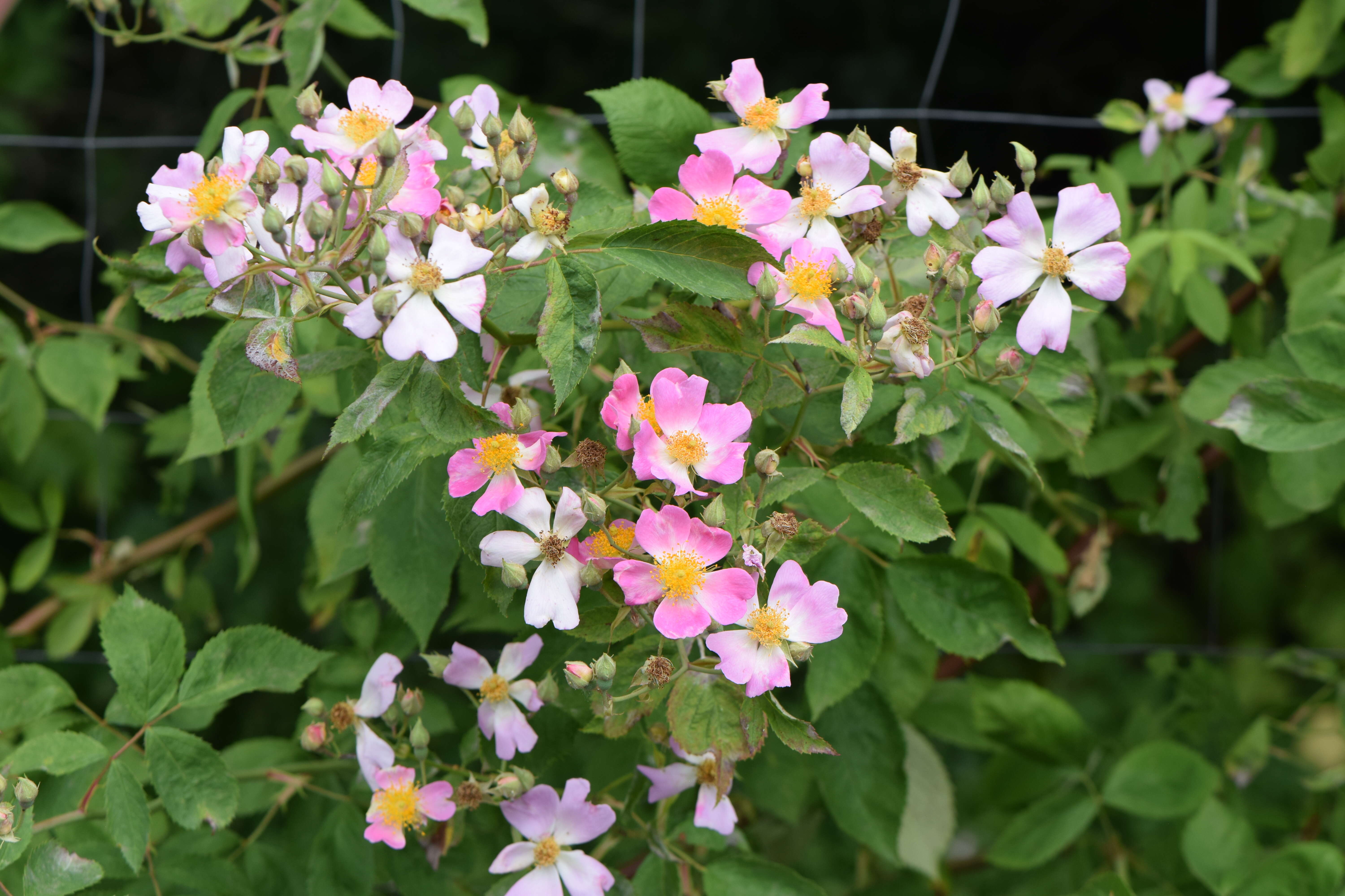 Image of climbing rose