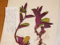 Sivun Tradescantia cerinthoides Kunth kuva