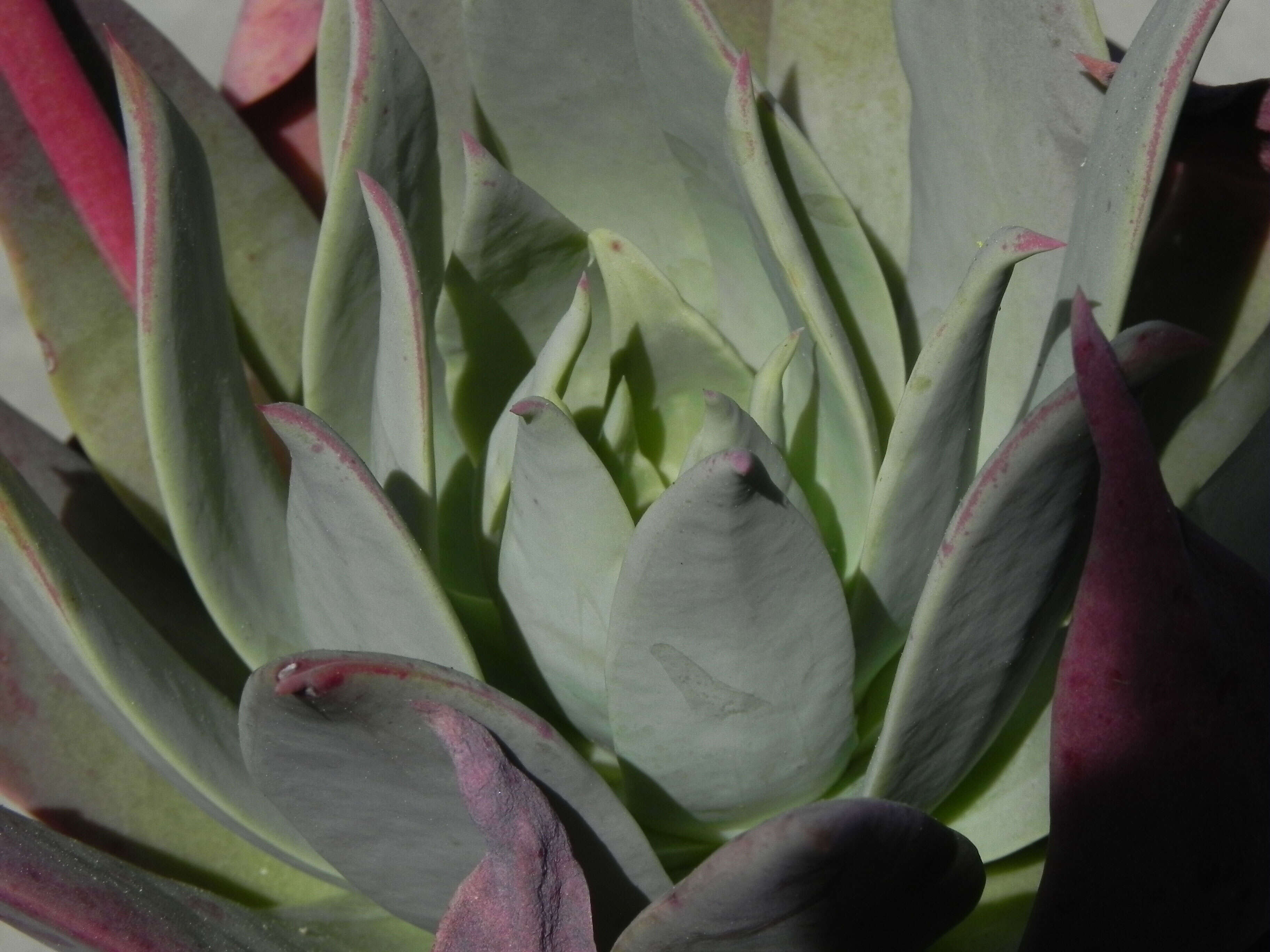 Imagem de Dudleya gatesii Johansen