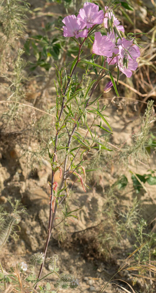 Image of Dudley's clarkia