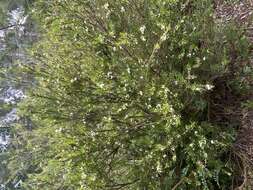 Image of Austromyrtus tenuifolia (Sm.) Burret