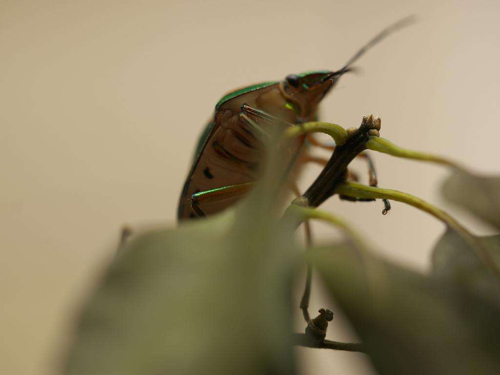 Image of Clown Stink Bug