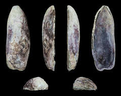 Image of Mexilhao mussel