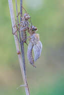 Image of Downy Emerald