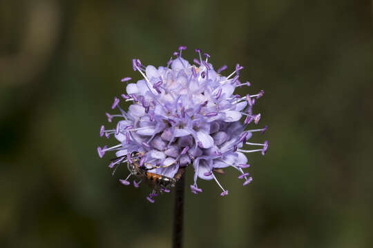 Image of Devil’s Bit Scabious