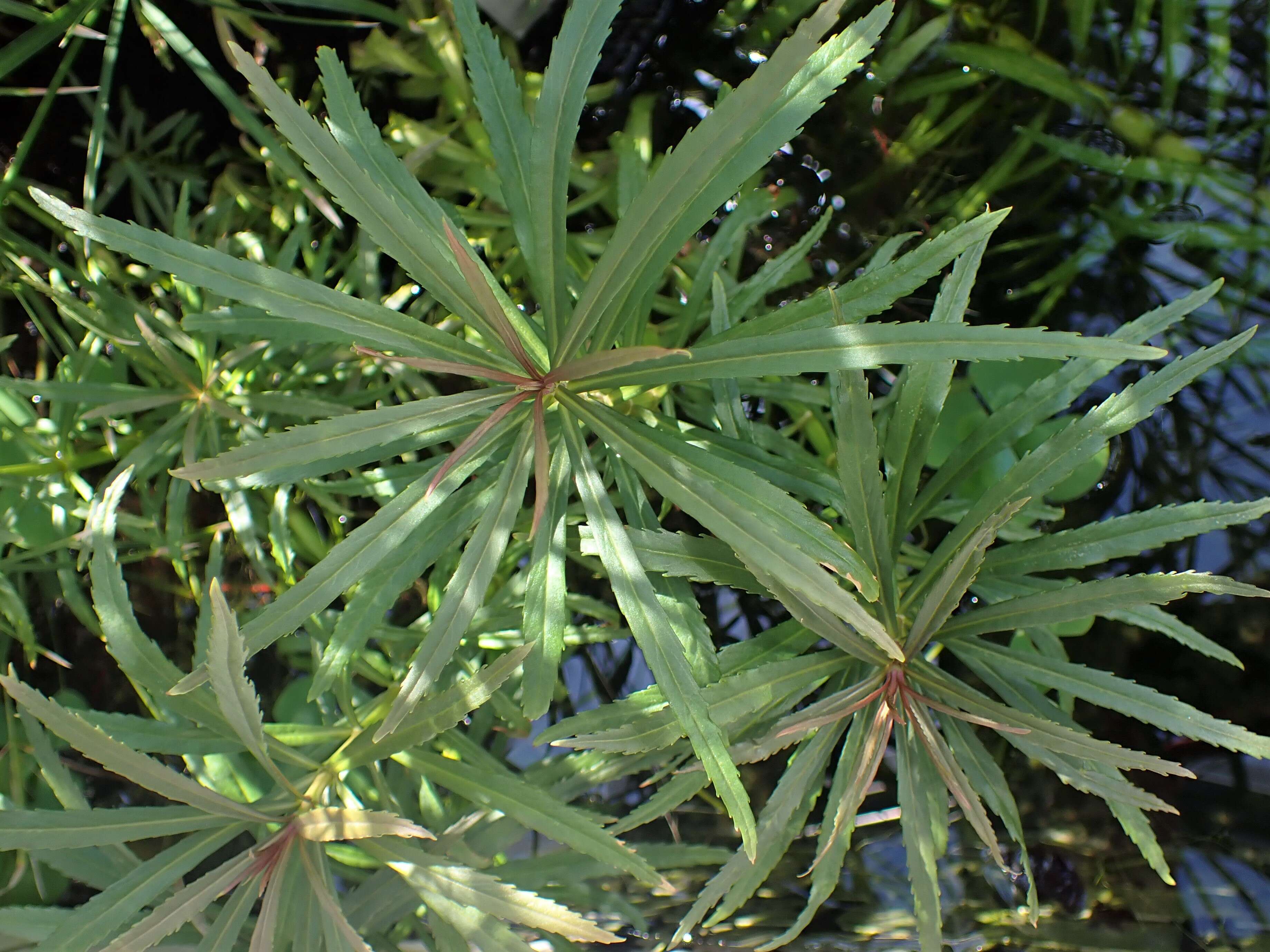 Слика од Pogostemon stellatus (Lour.) Kuntze