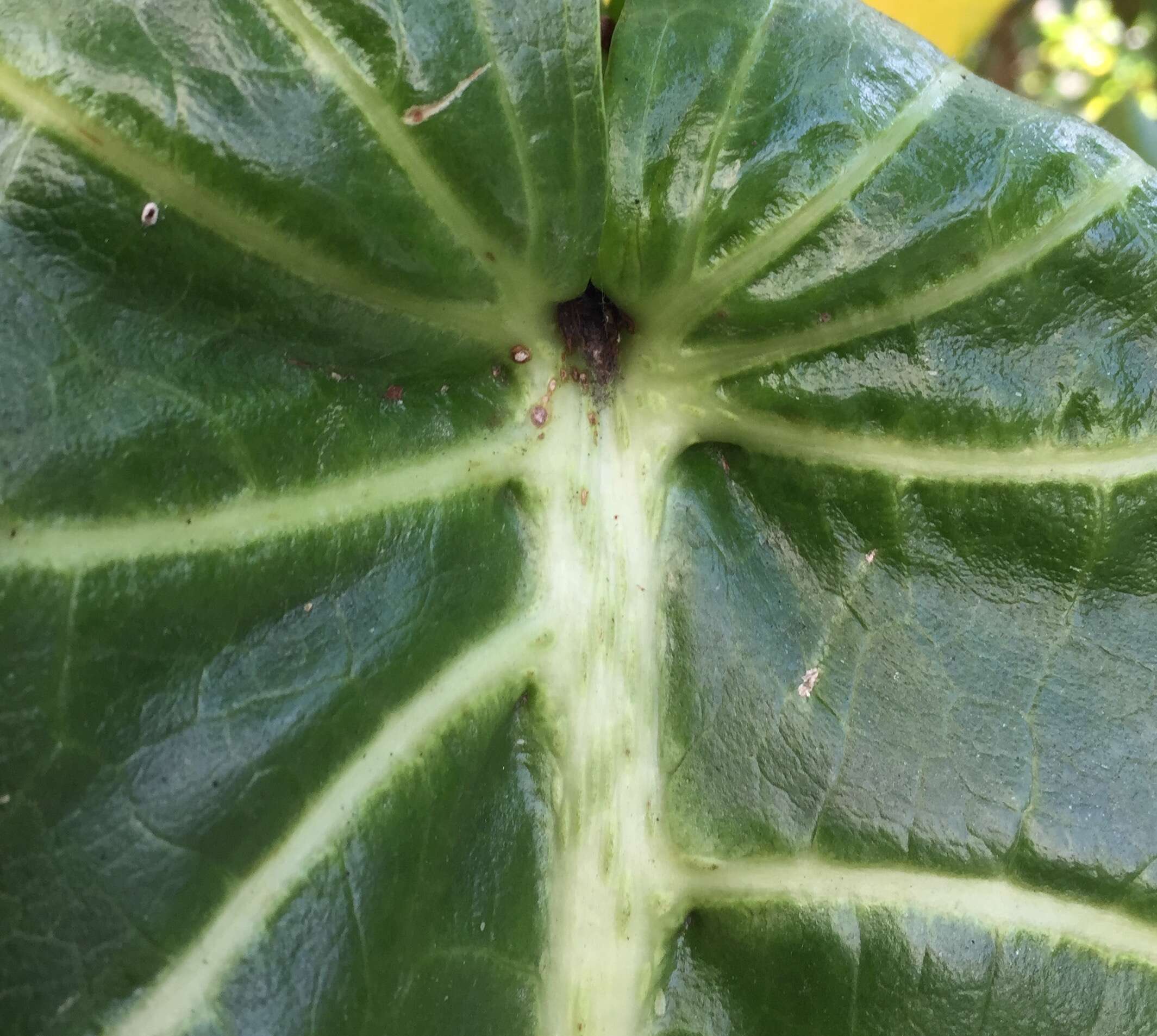 Image of Sonchus brassicifolius S. C. Kim & Mejías