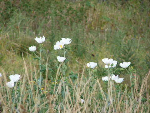 Image of Hawaiian prickly poppy