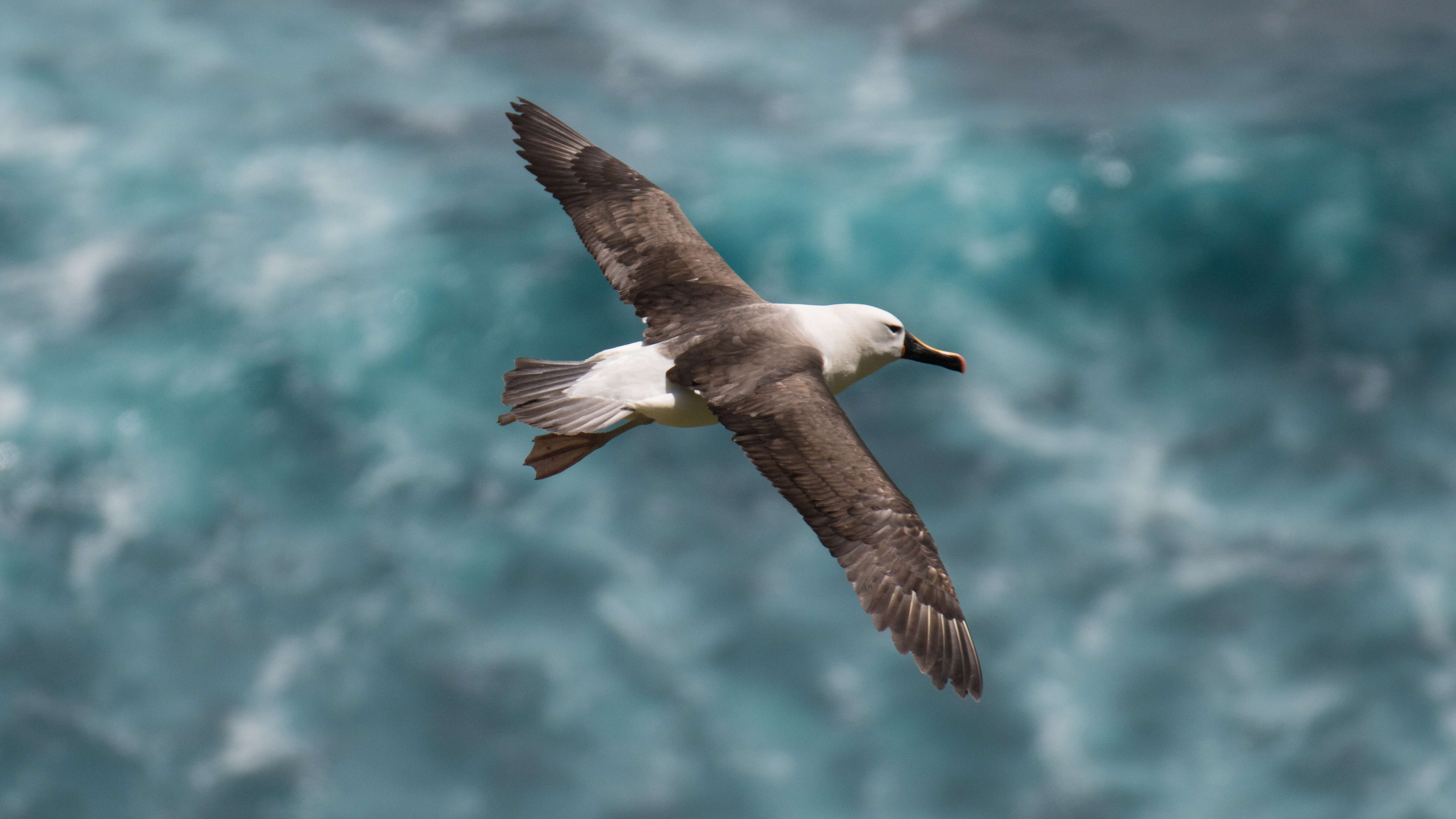 Image de Albatros de Carter