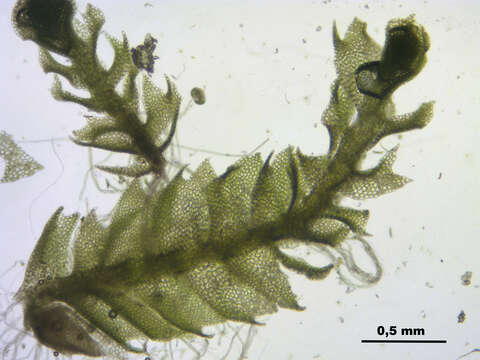 Image of Harpanthus scutatus (F. Weber & D. Mohr) Spruce