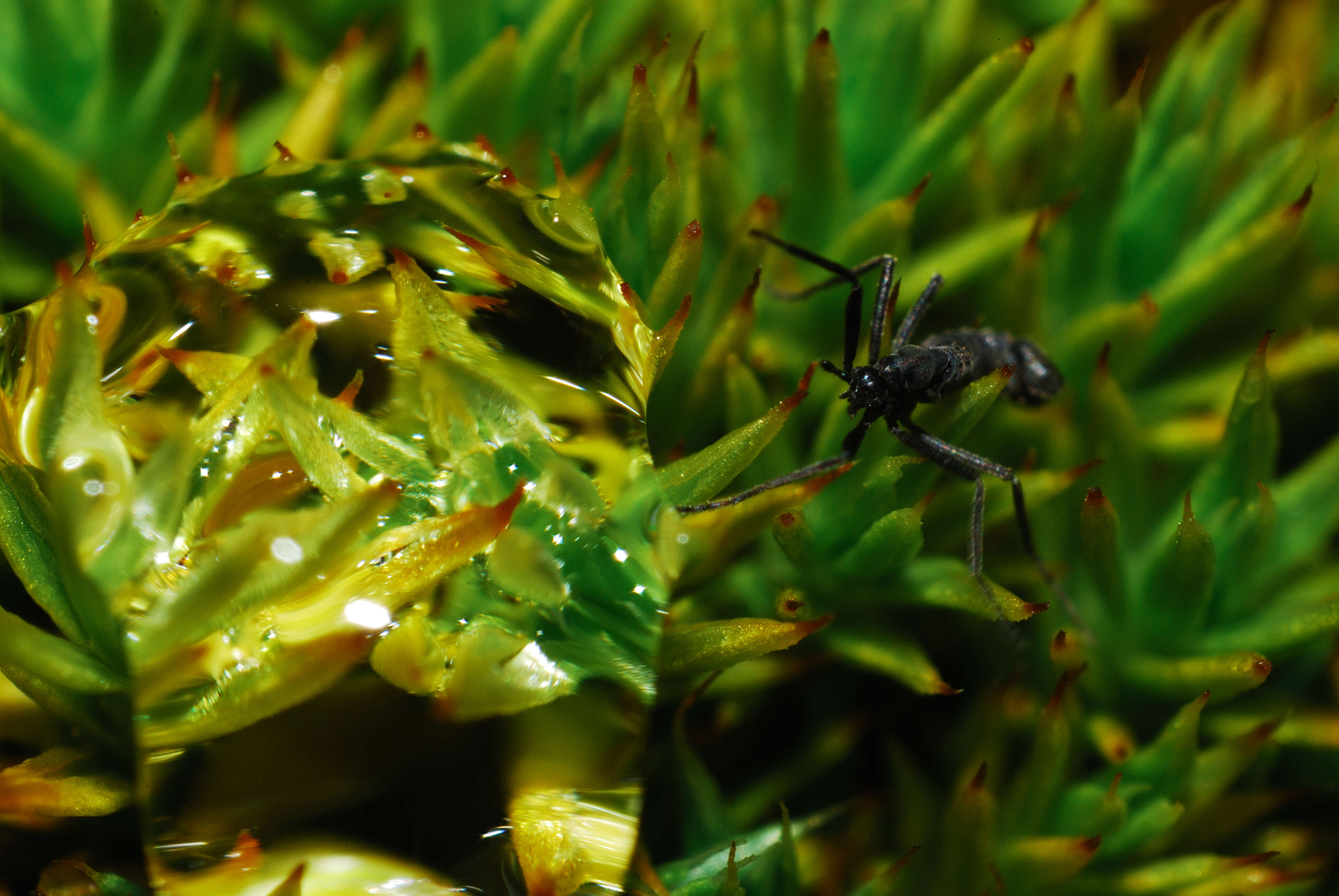 Image of Antarctic Midge