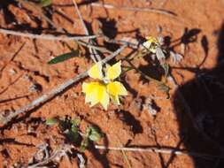 Слика од Goodenia lunata J. M. Black