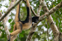 Image of Long-haired Spider Monkey