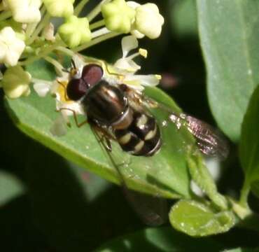 Image of Dasysyrphus creper (Snow 1895)