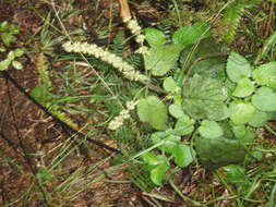 Image of hedge nettle