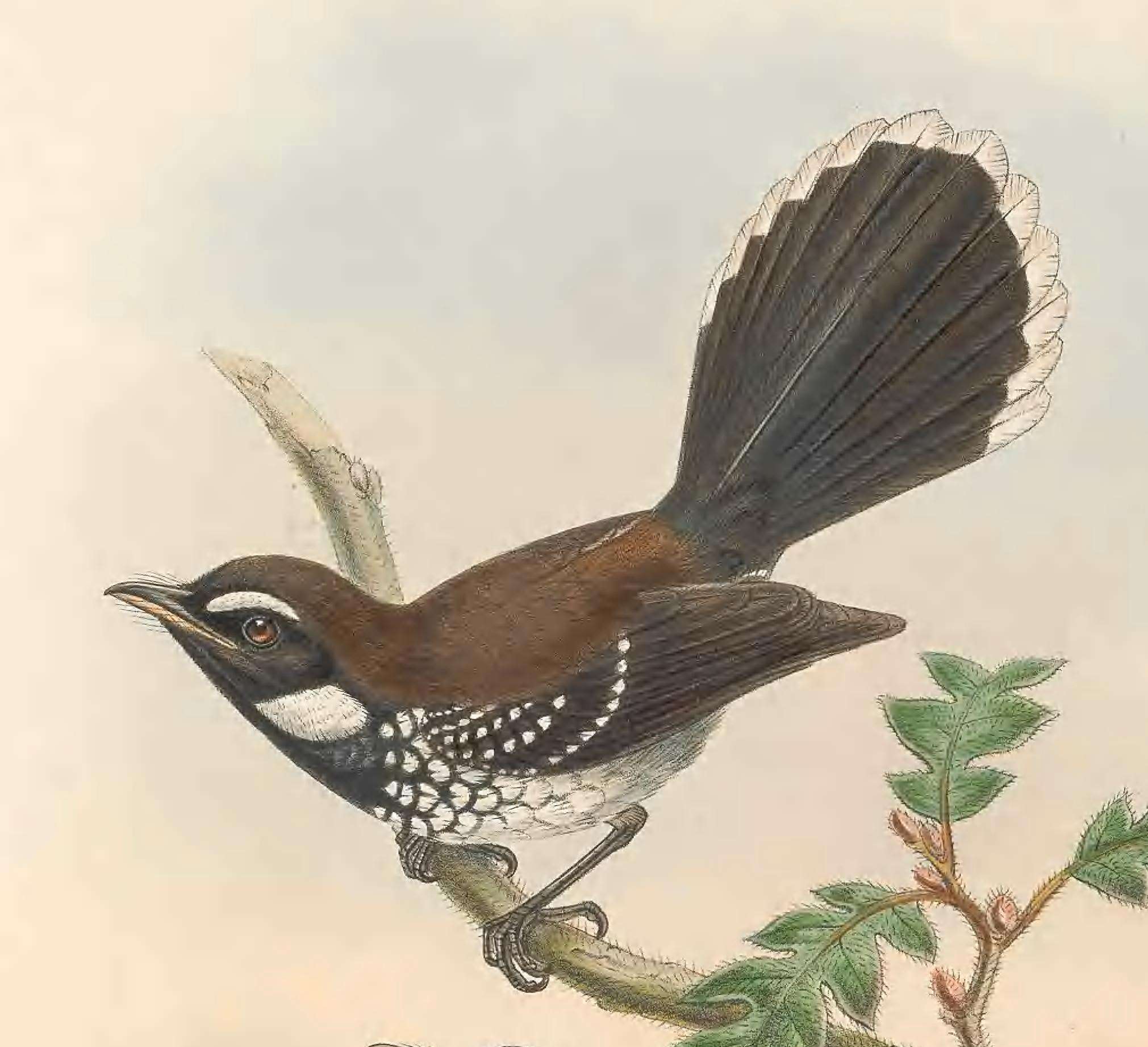 Image of White-bellied Thicket Fantail