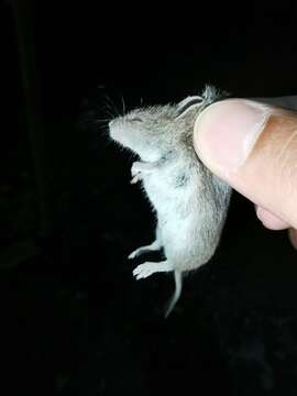 Image of Southern Pygmy Mouse