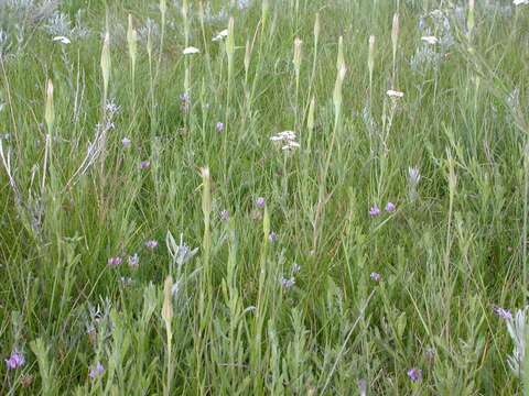 Слика од Astragalus agrestis Douglas ex Hook.