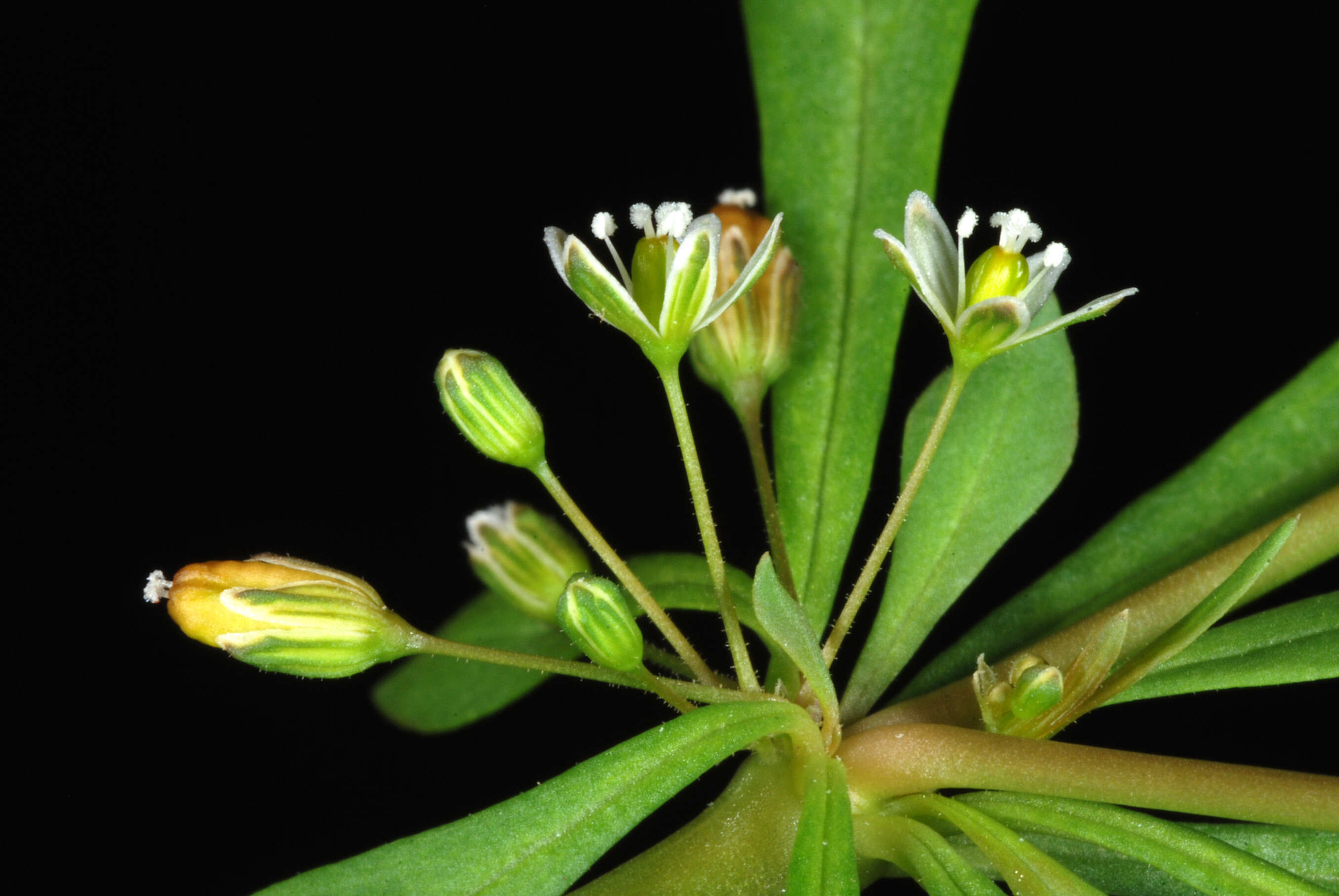 Plancia ëd Mollugo verticillata L.