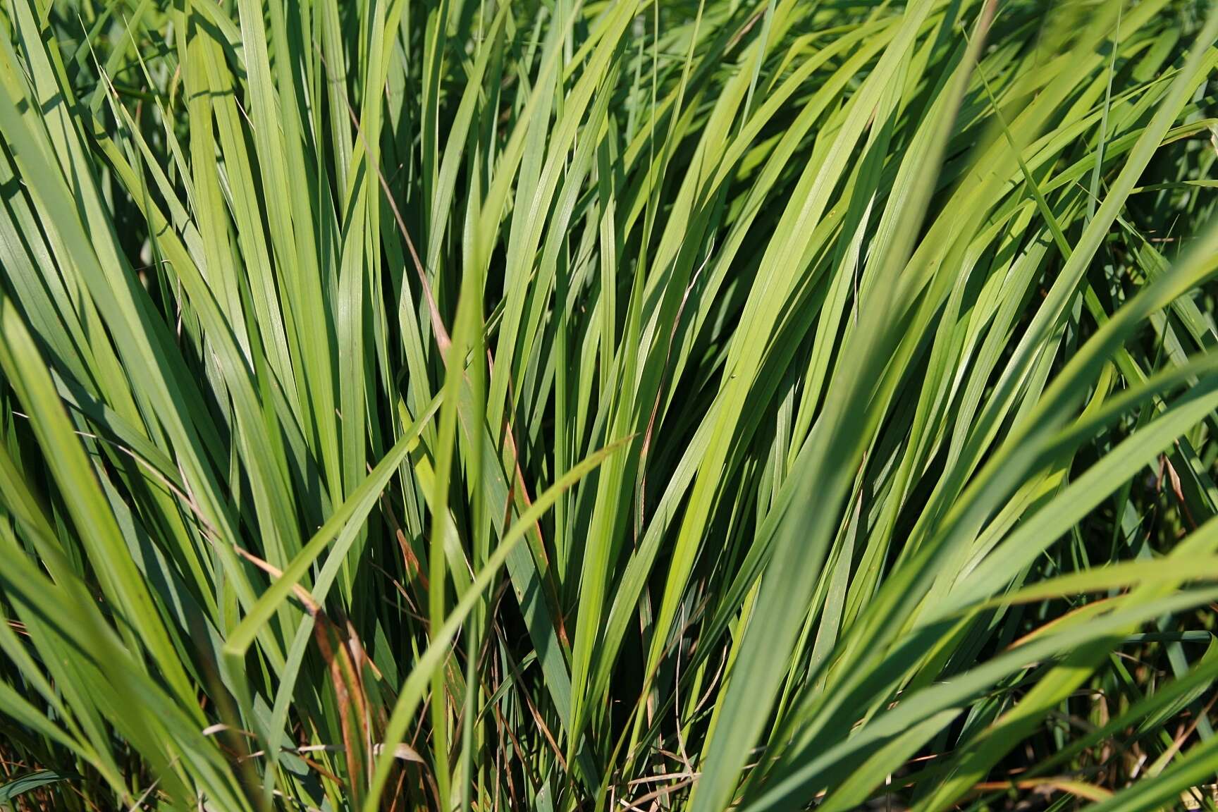 Image of feather reed grass