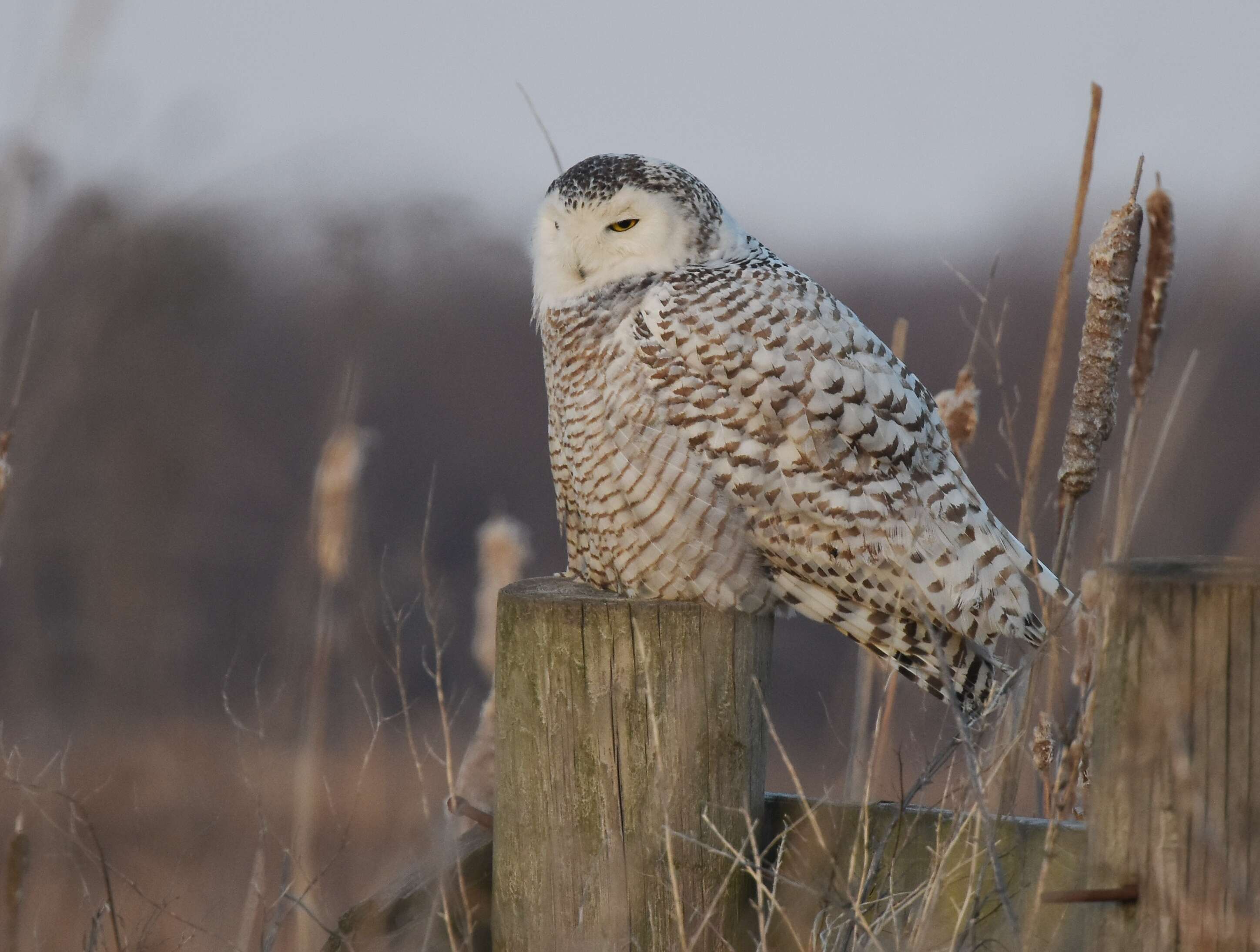 Image of Snowy Owl