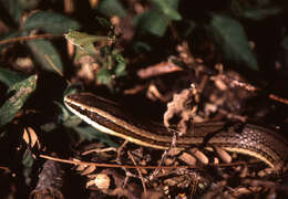 Image of Conophis Peters 1860