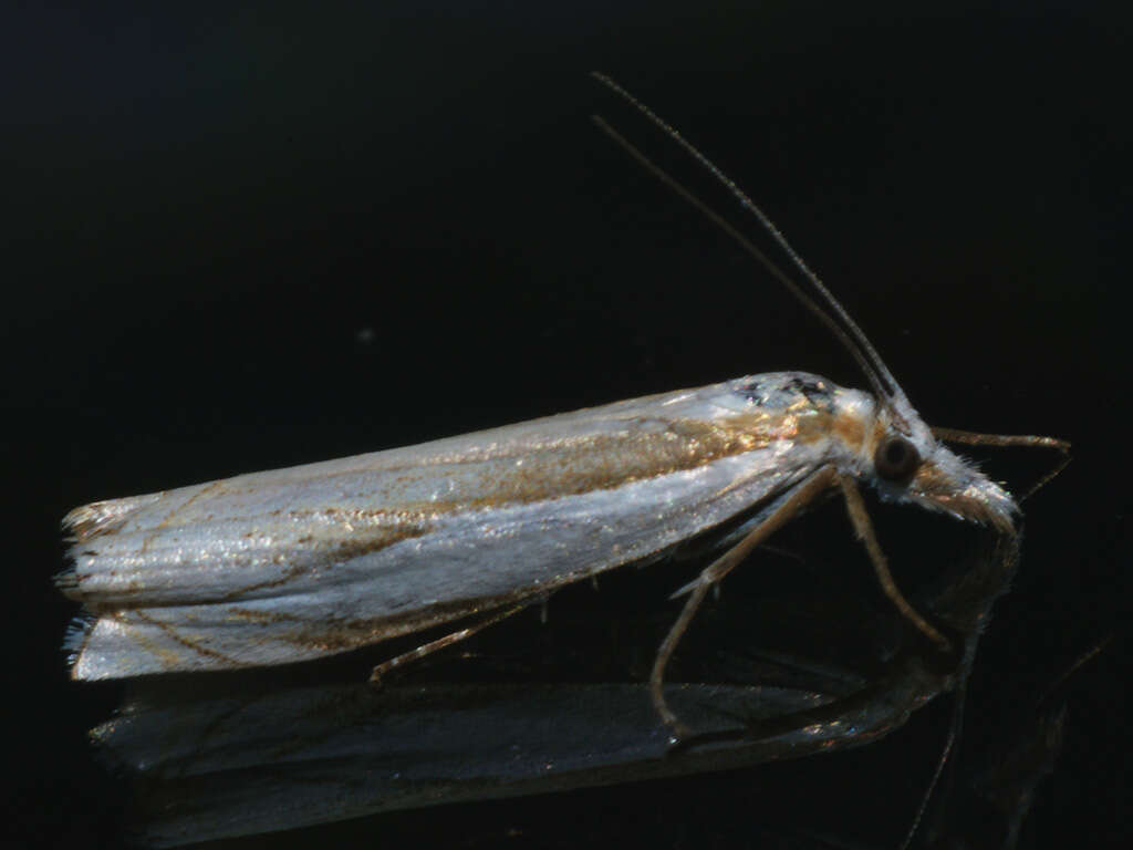 Image of Crambus uliginosellus Zeller 1850