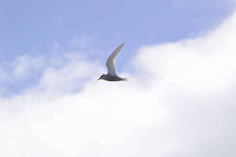 Image of Antarctic Tern