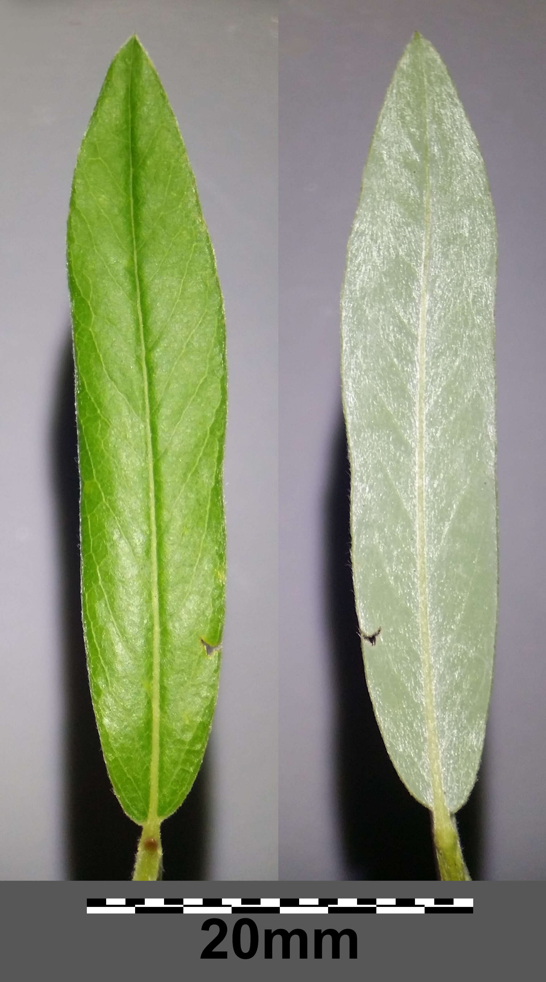 Image of creeping willow