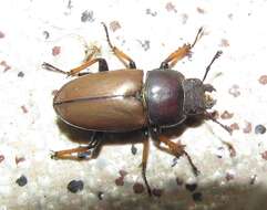 Слика од Leptinopterus tibialis (Eschscholtz 1822)