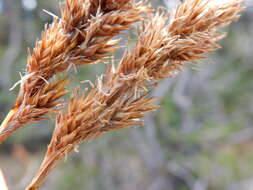 Image of Thick-Head Sedge