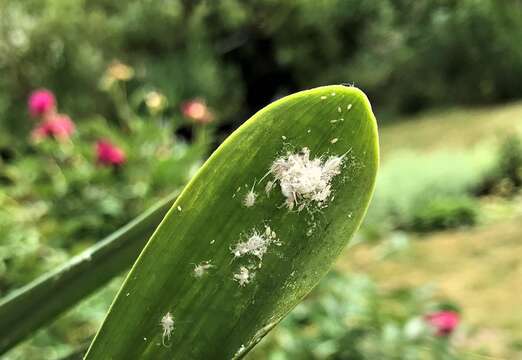 Image of Citrus mealybug