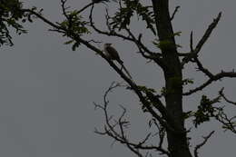 Image of Scissor-tailed Flycatcher