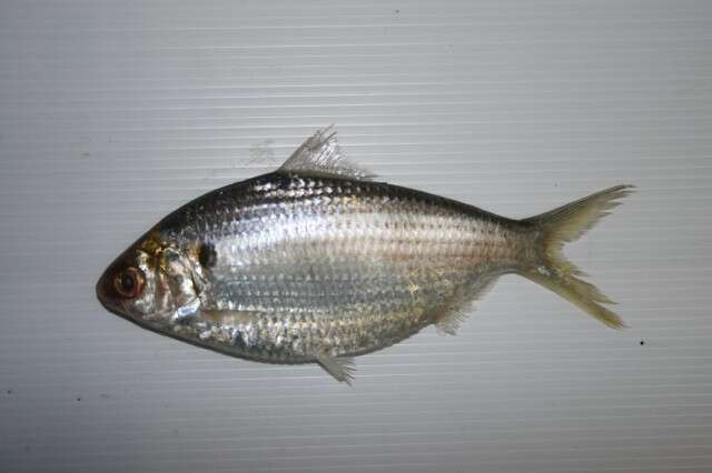 Image of Chacunda gizzard shad