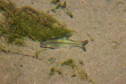 Image of Naked Characin