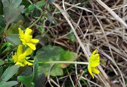 Слика од Ranunculus fascicularis Muhl. ex Bigel.