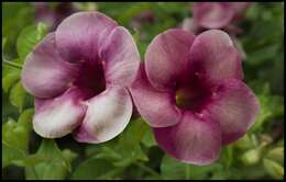 Image of purple allamanda