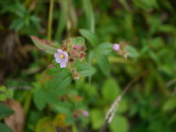 Osbeckia octandra (L.) DC.的圖片